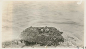 Image: Nest containing one egg of Burgomaster and one egg of Red throated Loon